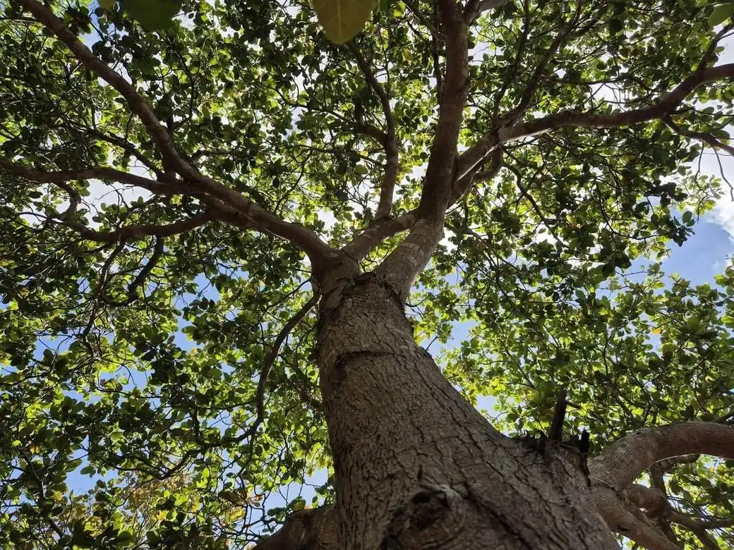 Looking up through a mature tree canopy in Springfield, Missouri