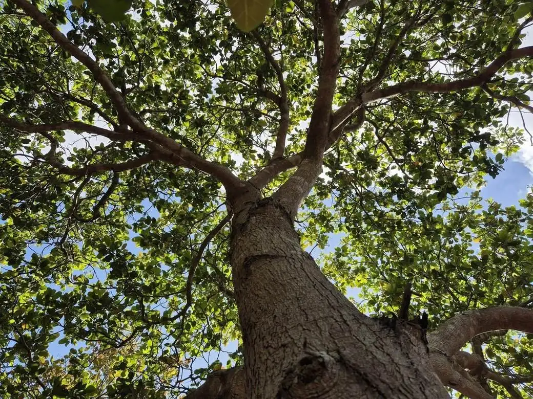 Tree Health & Maintenance