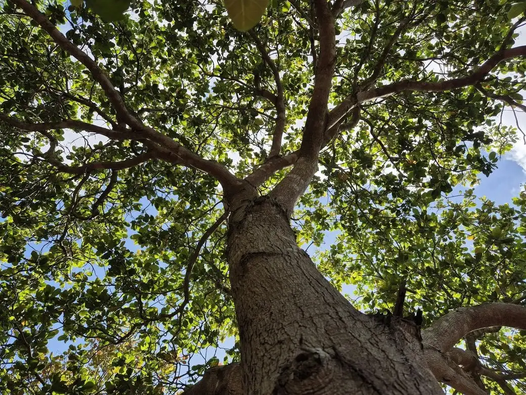 Canopy Tree Service — tree health & maintenance in Springfield, MO