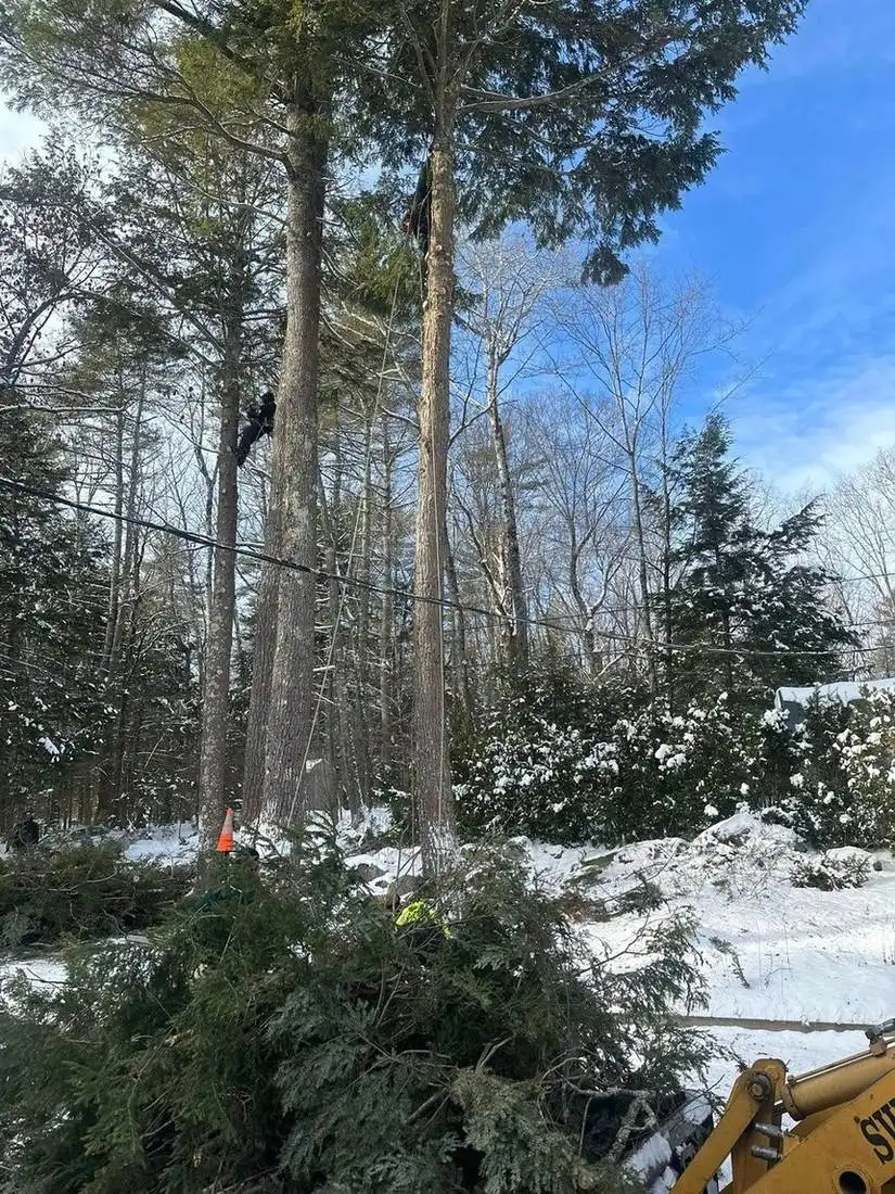 Tree Trimming & Pruning