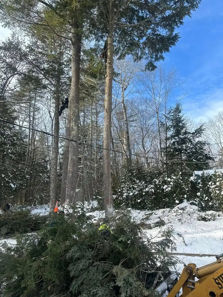 A Canopy climber roped into a tree on a winter job site in Springfield
