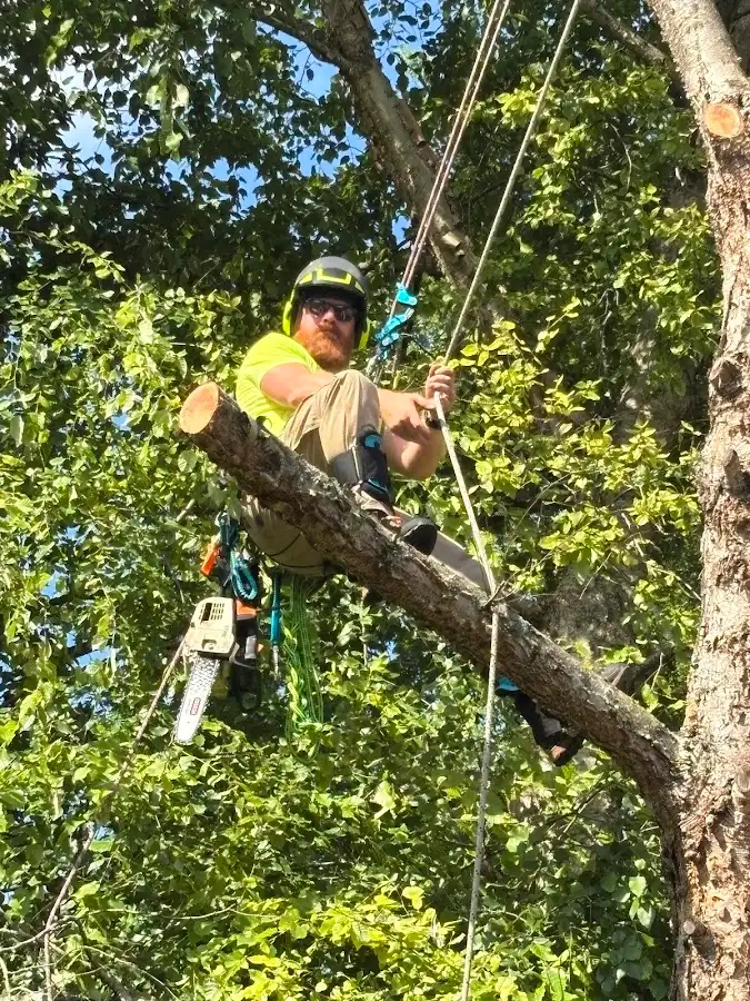 Canopy Tree Service — animal rescue in Springfield, MO