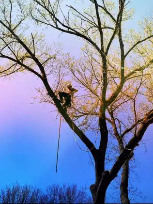 Canopy Tree Service — emergency tree service in Springfield, MO