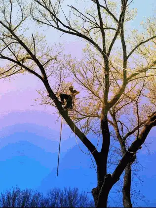 Emergency Tree Service