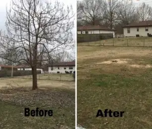 Before and after tree service in winter