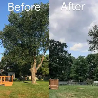 Before and after tree removal in a residential yard
