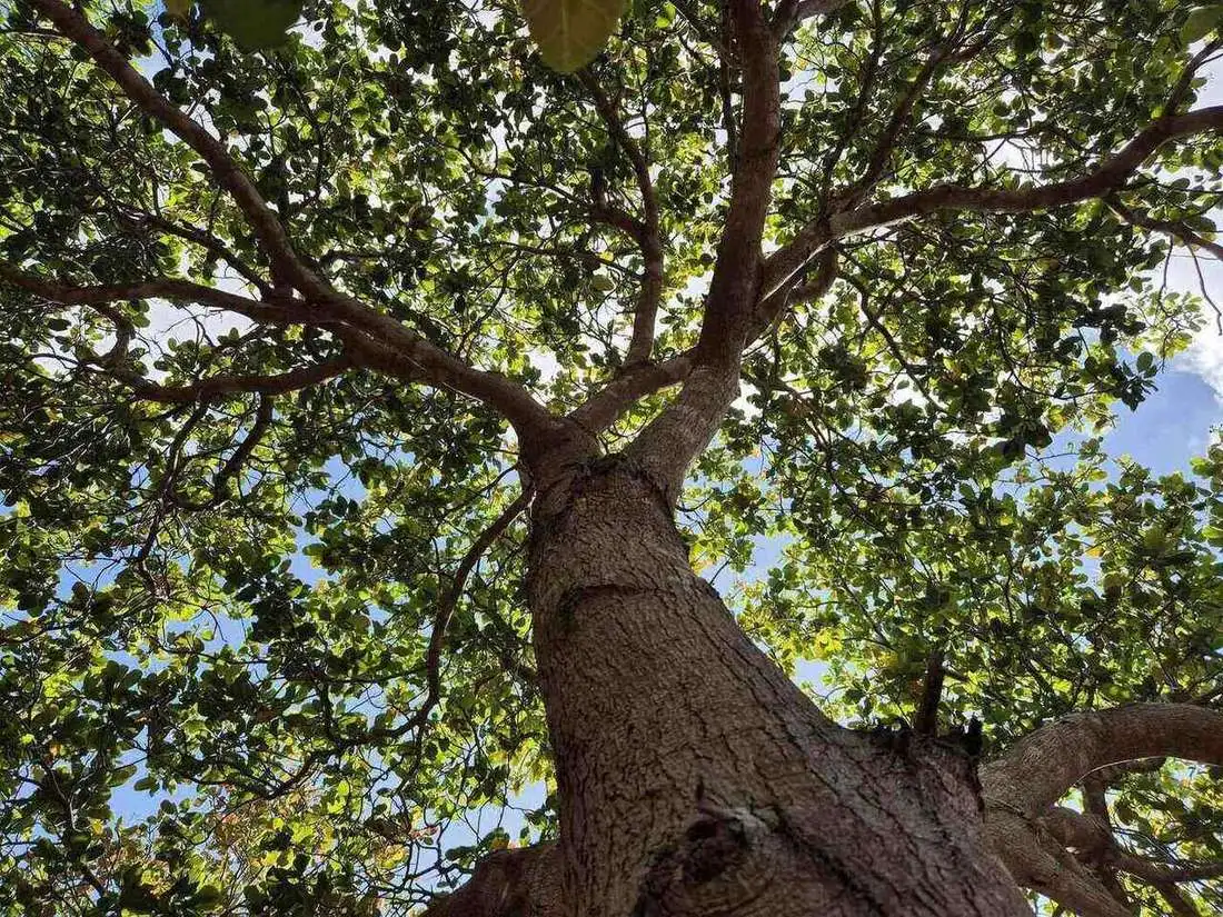 Tree canopy from below